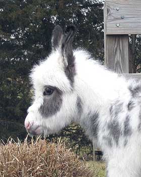 Critter Haven Farm Miniature Donkeys